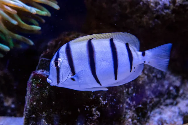 Acanthurus triostegus fish — Stock Photo, Image