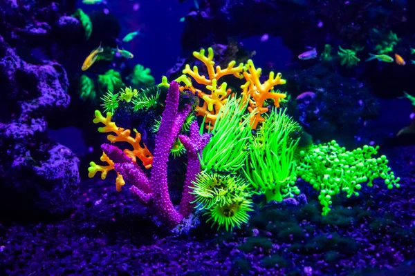 Danio rerio ryb i neon korale — Zdjęcie stockowe