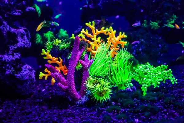 danio rerio fish and neon corals