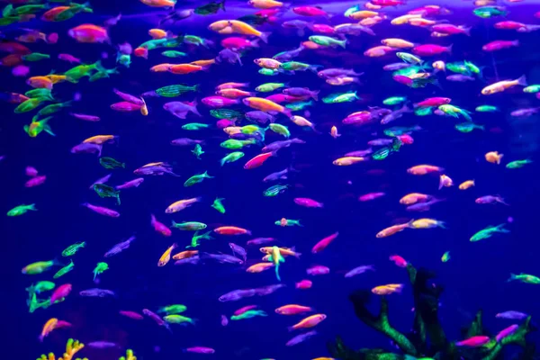 Danio rerio ryb a neon korály — Stock fotografie