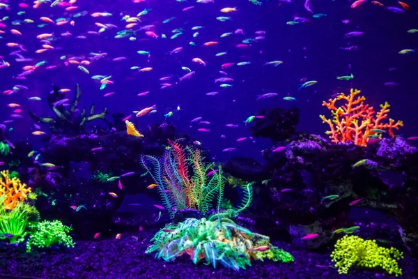 Danio rerio Fische und Neonkorallen — Stockfoto