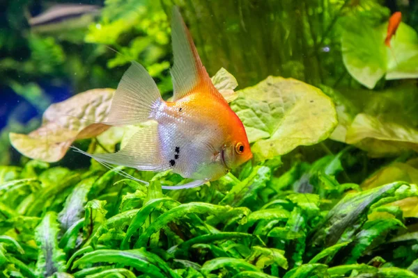Pterophyllum scalare fish — Stok fotoğraf