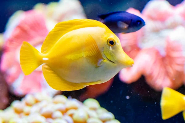 Зебрасома, жовта вітрильна риба — стокове фото