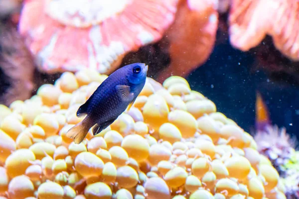 Vacker fisk Chrysiptera Parasema — Stockfoto