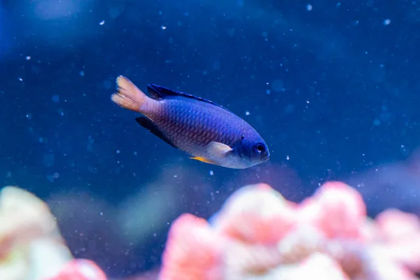 Piękna ryba Chrysiptera Parasema — Zdjęcie stockowe