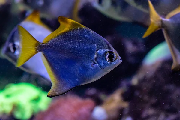 Beautiful fish Monodactylus argenteus — Stock Photo, Image