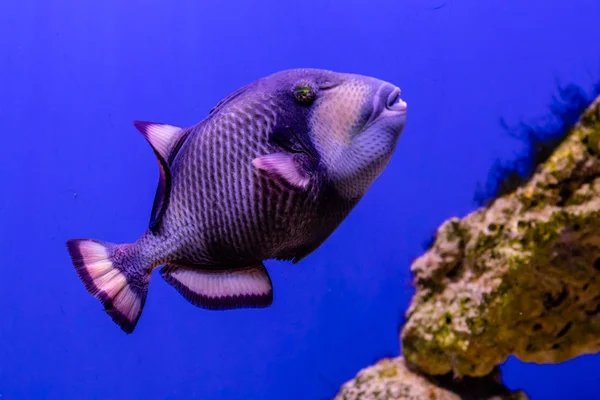 Balistoidi viridescenti pesci — Foto Stock
