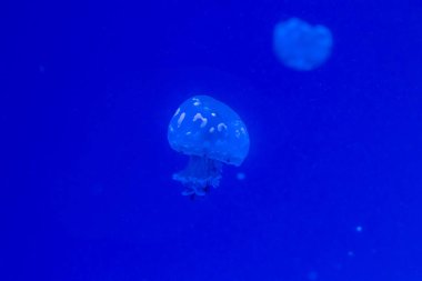 Küçük Deniz anası 