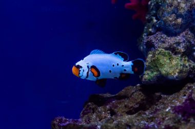 güzel balık Amphiprion donma 