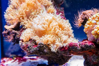 güzel deniz yosunu Catalaphyllia