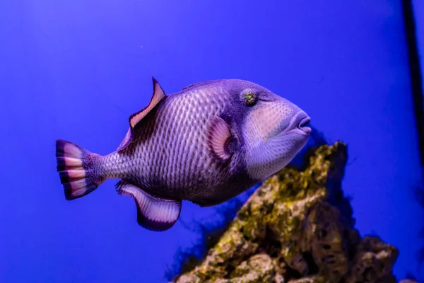 Balistoides viridescens Fische — Stockfoto