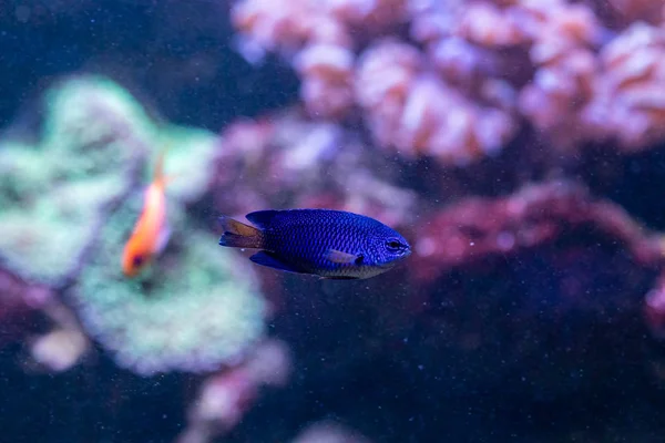 Bellissimo pesce Crisiptera Parasema — Foto Stock