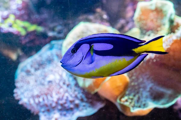 Beautiful fish Paracanthurus Hepatus — Stock Photo, Image