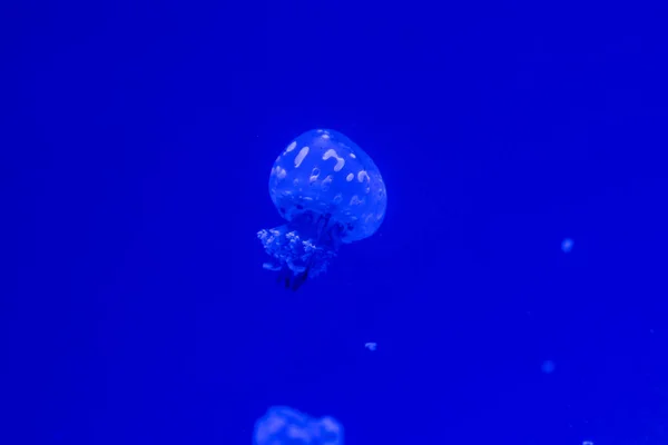 小水母 — 图库照片