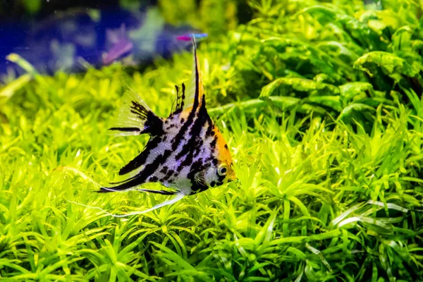 Pterophyllum scalare fish — ストック写真