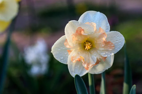 Bel été Jonquilles à couronne fendue Split-Corona — Photo