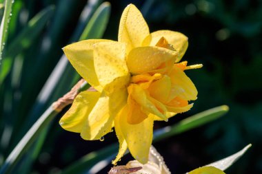 güzel yaz terry nergis arı 
