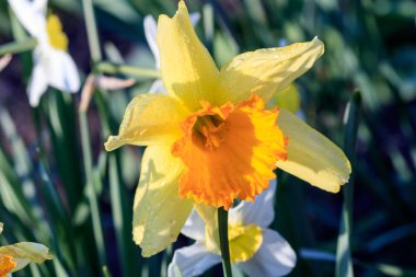 güzel yaz Cyclameniform nergis - Cyclamineus