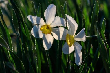 güzel yaz Poeticus nergis 