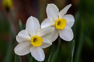 güzel yaz Poeticus nergis 