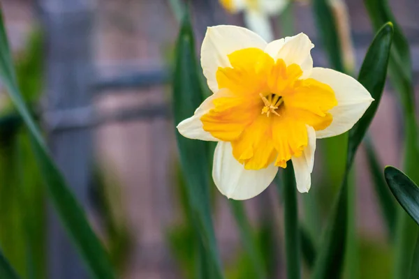 Hermoso verano Canasta narcisos — Foto de Stock