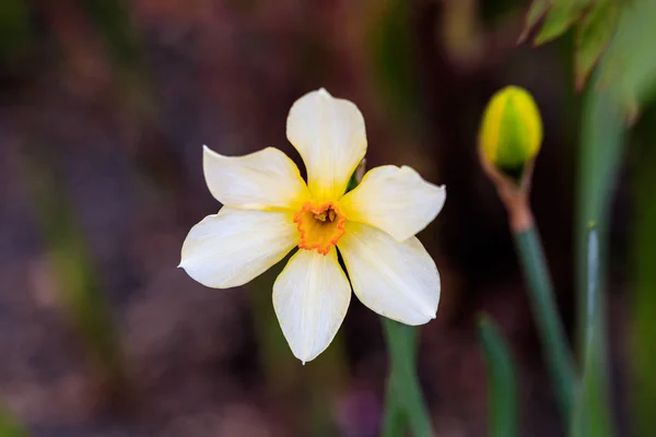 Hermoso verano Poeticus narcisos — Foto de Stock