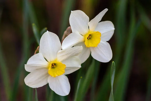 Hermoso verano Poeticus narcisos — Foto de Stock