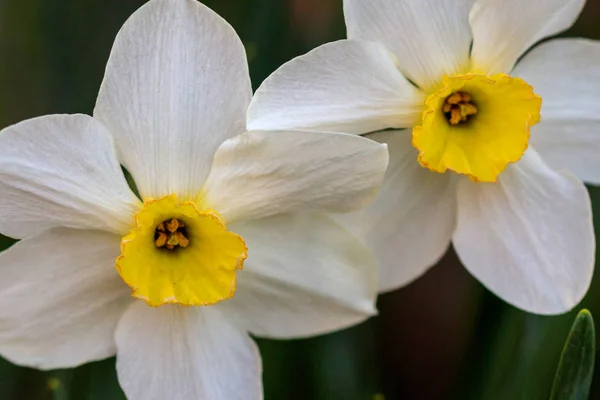 Schöne Sommer-Poeticus-Narzissen — Stockfoto