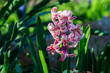 güzel glade sümbül