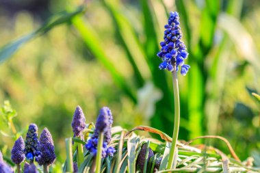 güzel çayır parlak mavi çiçekleri, Ermeni muskari