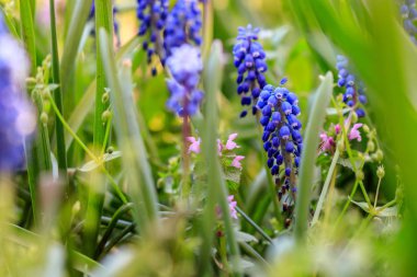 güzel çayır parlak mavi çiçekleri, Ermeni muskari