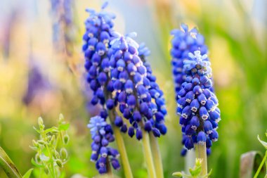 güzel çayır parlak mavi çiçekleri, Ermeni muskari