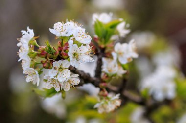 meyve ağaçları kiraz güzel bloom