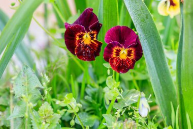 Hercai menekşe sarı renk ile güzel bir glade 