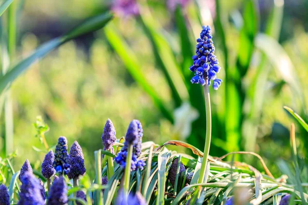 Belo prado Flores azuis brilhantes de muskari armênio — Fotografia de Stock