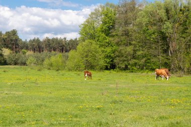 hangi otlatmak için yeşil bir glade 