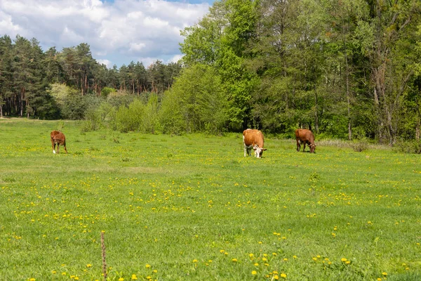 Uma clareira verde na qual pastar vacas — Fotografia de Stock