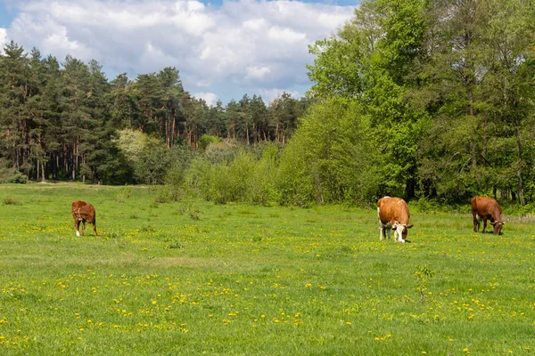 소를 방목하는 녹색 숲 — 스톡 사진
