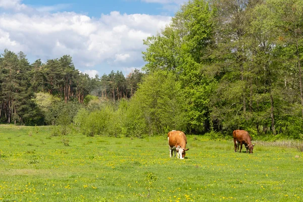 Uma clareira verde na qual pastar vacas — Fotografia de Stock