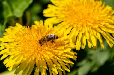 bir arı ile güzel sarı karahindiba 
