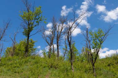 Mavi gökyüzü ve bulutlar karşı güzel ağaçlar