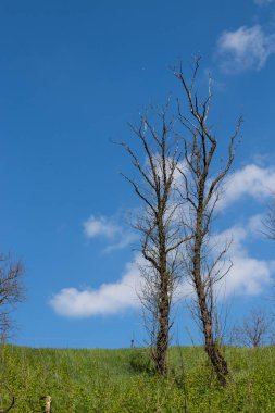 Mavi gökyüzü ve bulutlar karşı güzel ağaçlar