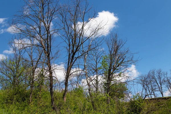 Hermosos árboles contra el cielo azul y las nubes —  Fotos de Stock