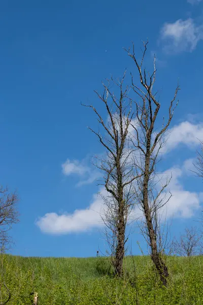 Mavi gökyüzü ve bulutlar karşı güzel ağaçlar — Stok fotoğraf