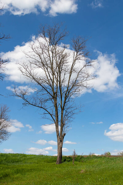 beautiful trees against the blue sky and clouds