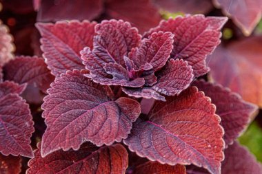 sonbahar güzel çalılar bitkiler coleus mor