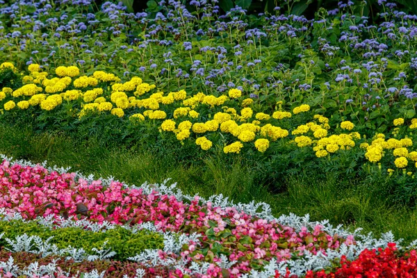 Vackra flerfärgade rabatter av blommor — Stockfoto