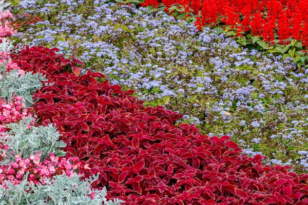 Vackra flerfärgade rabatter av blommor — Stockfoto