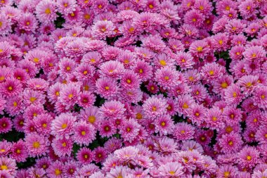 Çok renkli çiçek yatakları, güzel kasımpatılar. 