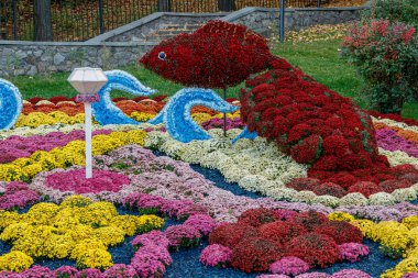 Çok renkli çiçek yatakları, güzel kasımpatılar. 